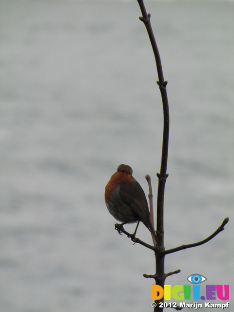 SX21405 Robin on branch